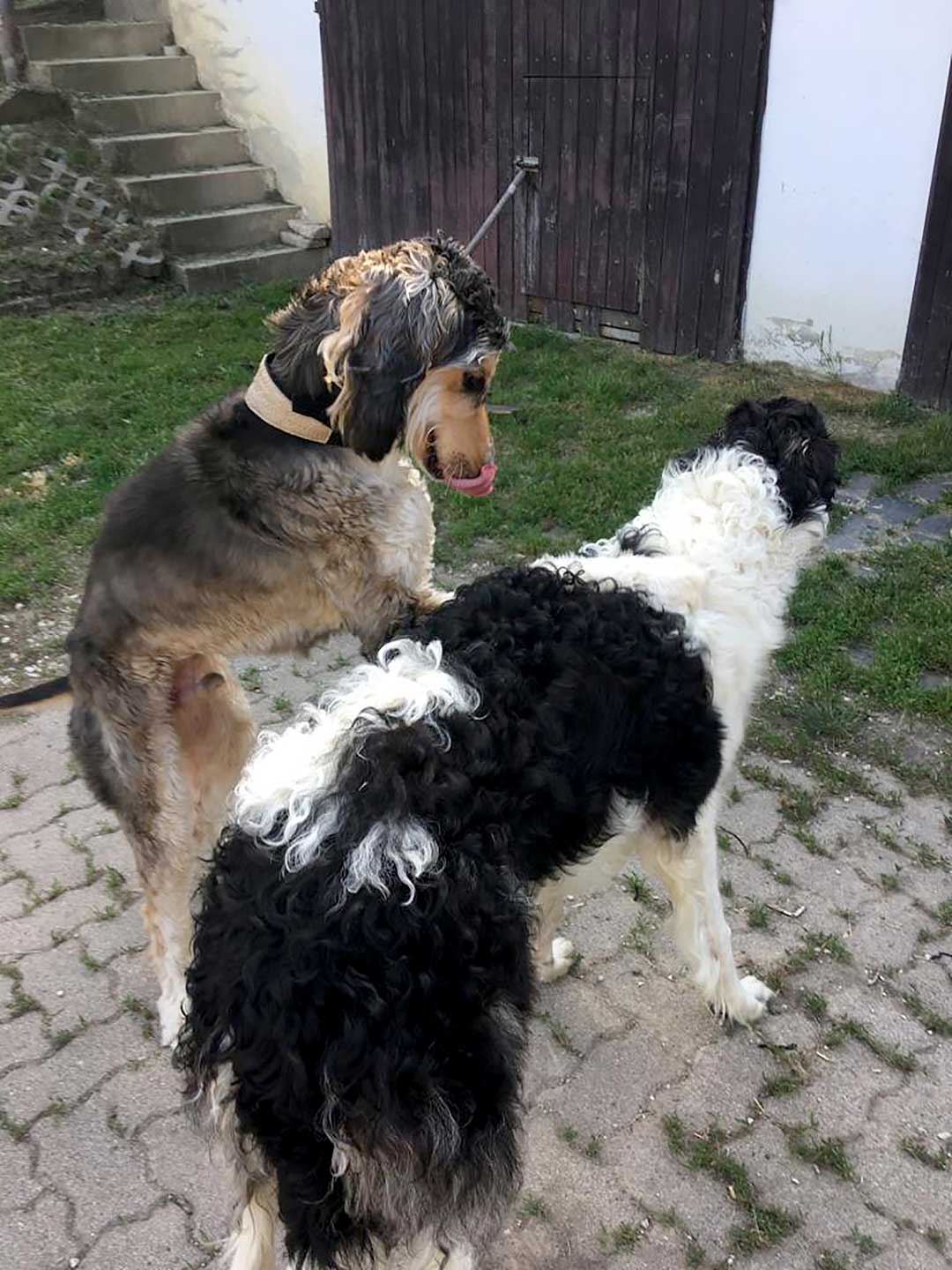 Dober-Kopp Tutanhamon: der Tutti!