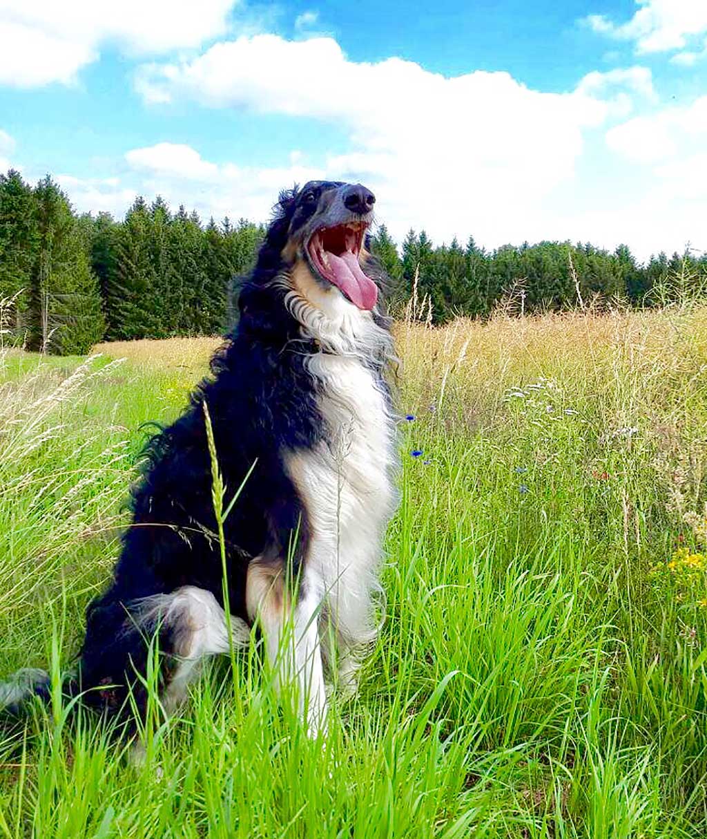 Vitali der schwarze Riese